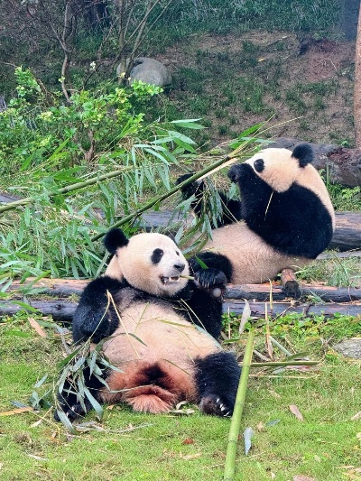招标预告 第35页