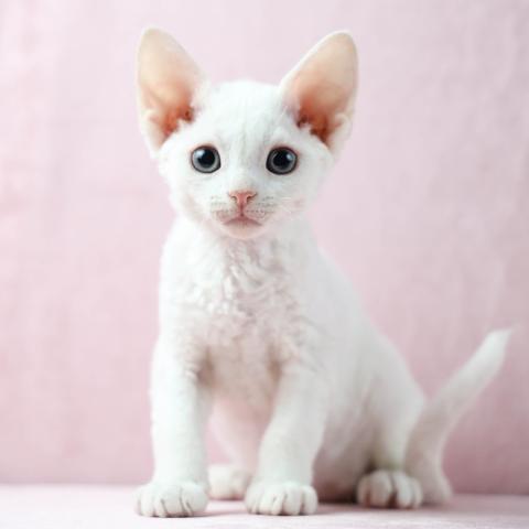 为何不要让猫经常和狗玩？