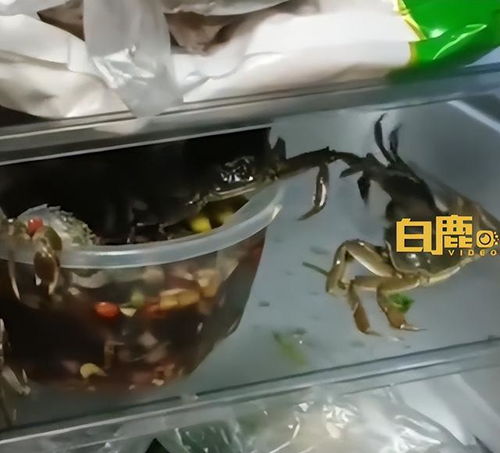 女子食用自制生腌蟹引发脓毒性休克，生命垂危！