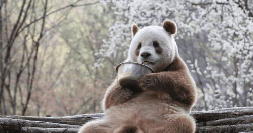 可爱的七仔及其独特的睡觉节奏